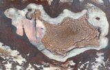 Polished Outback Jasper - Western Australia #65032-3